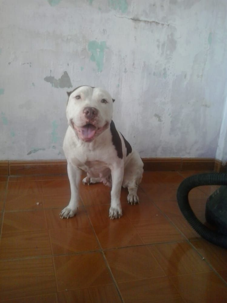 Photo of the dog