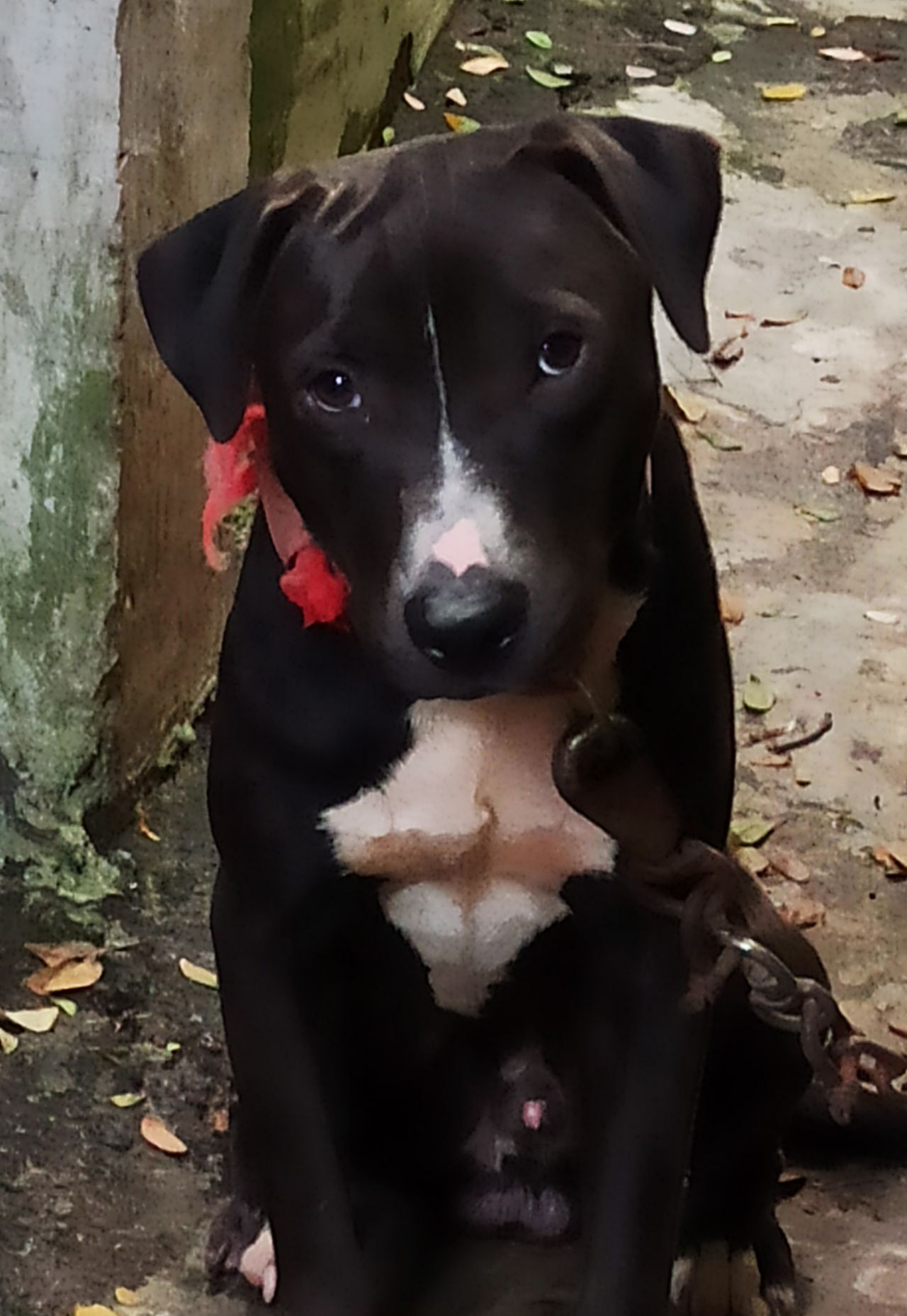 Photo of the dog