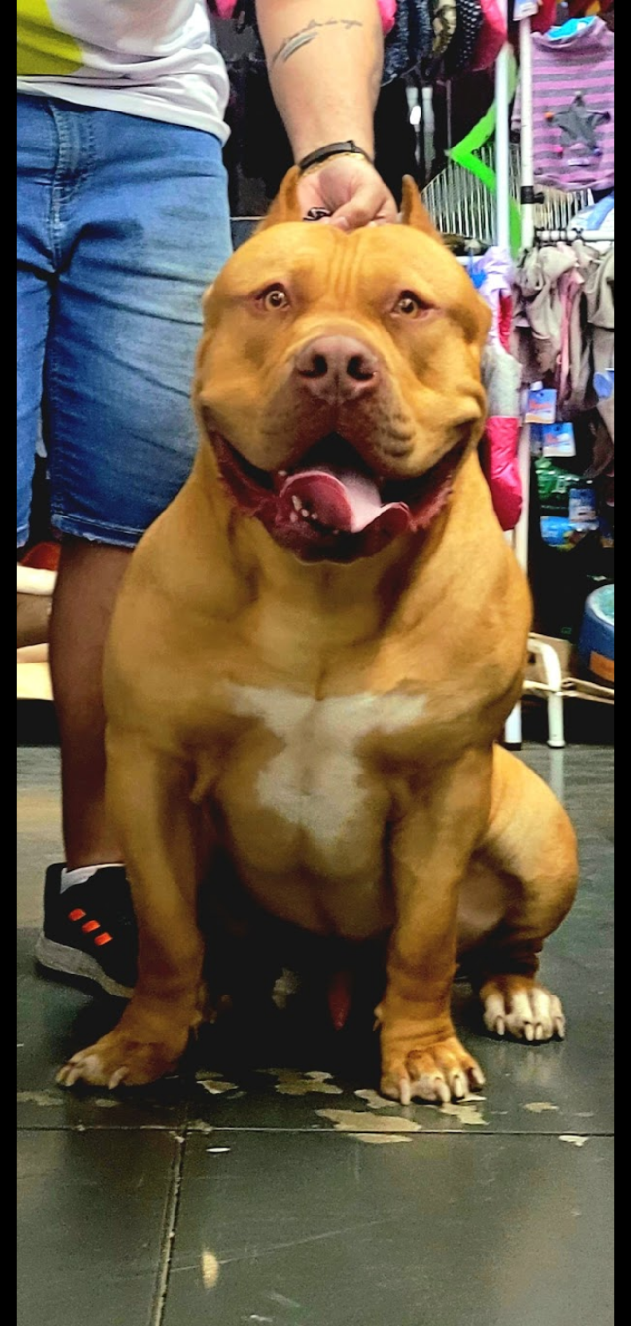 Photo of the dog