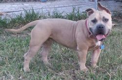 Photo of the dog