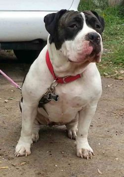 Photo of the dog