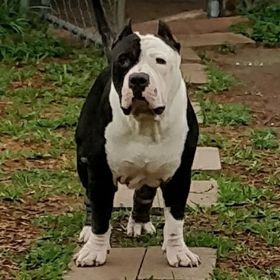 Photo of the dog