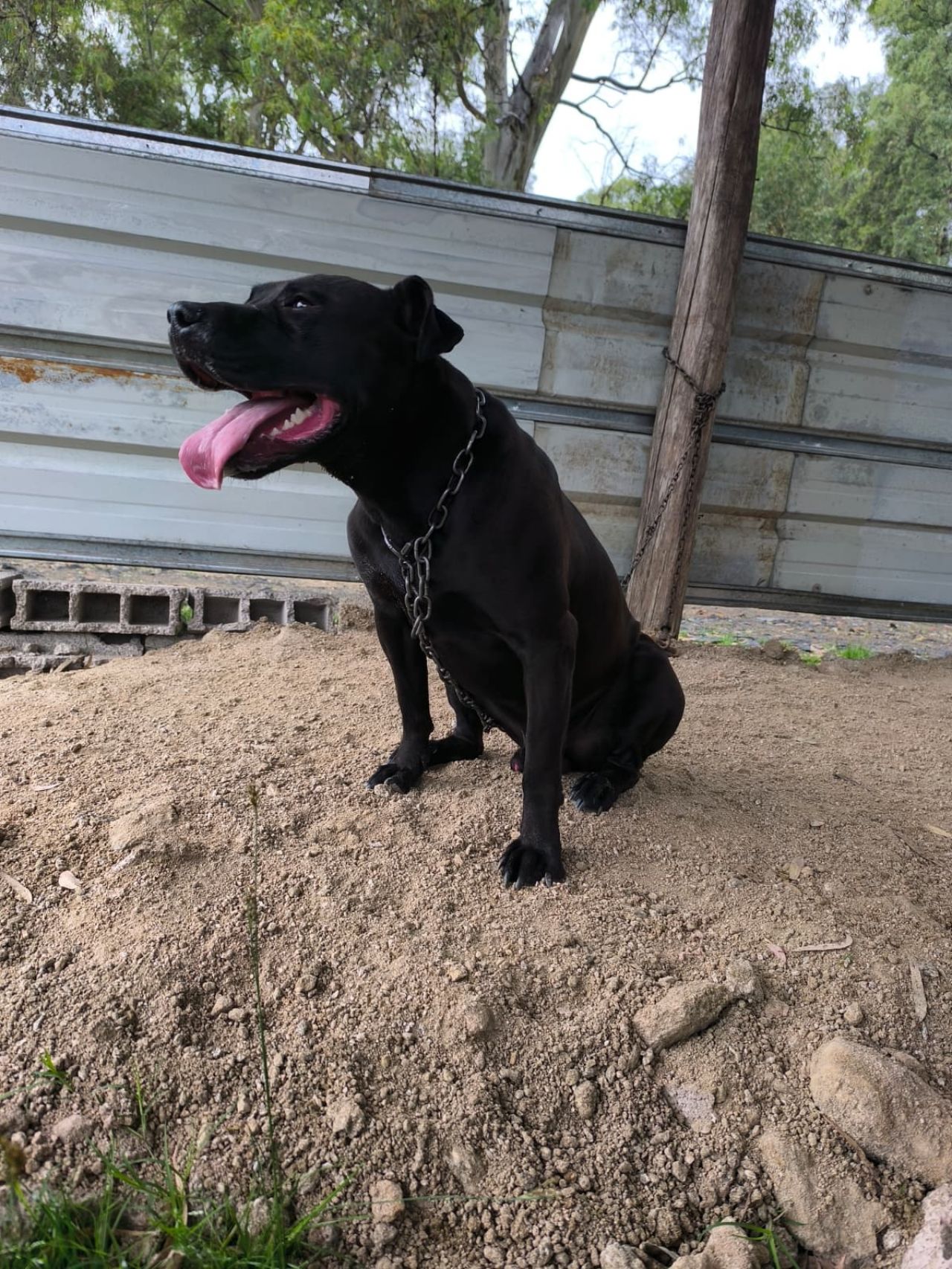 Photo of the dog