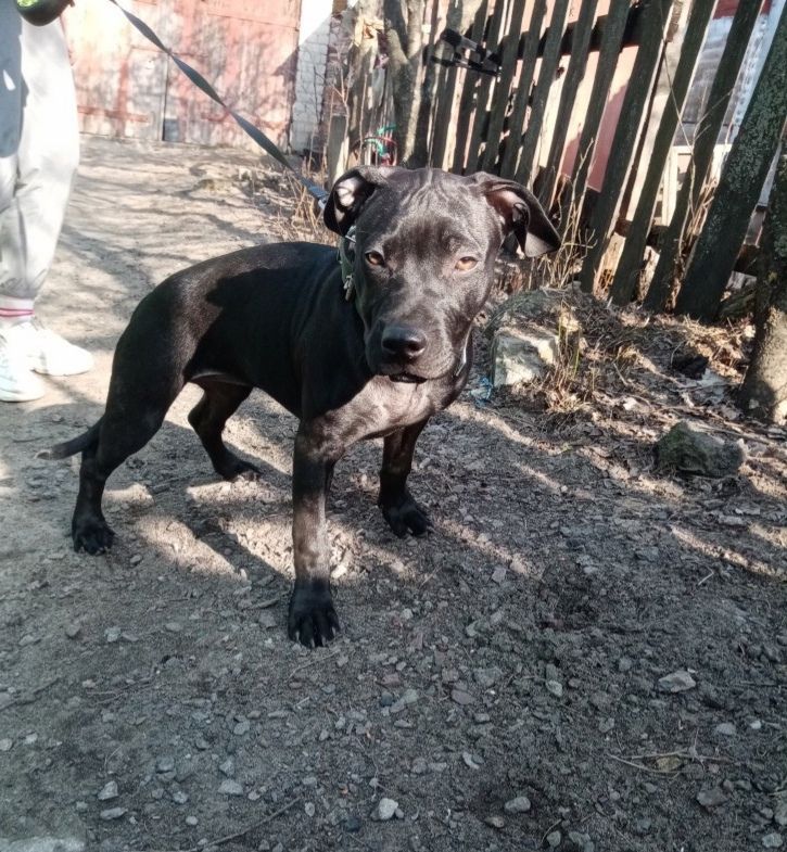 Photo of the dog