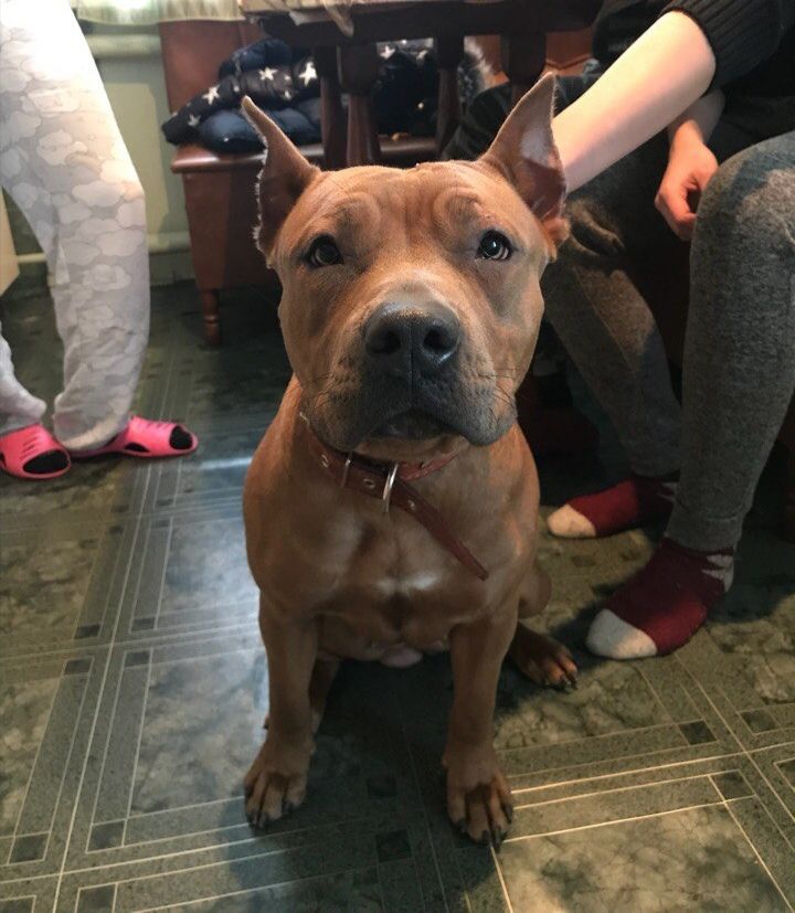 Photo of the dog