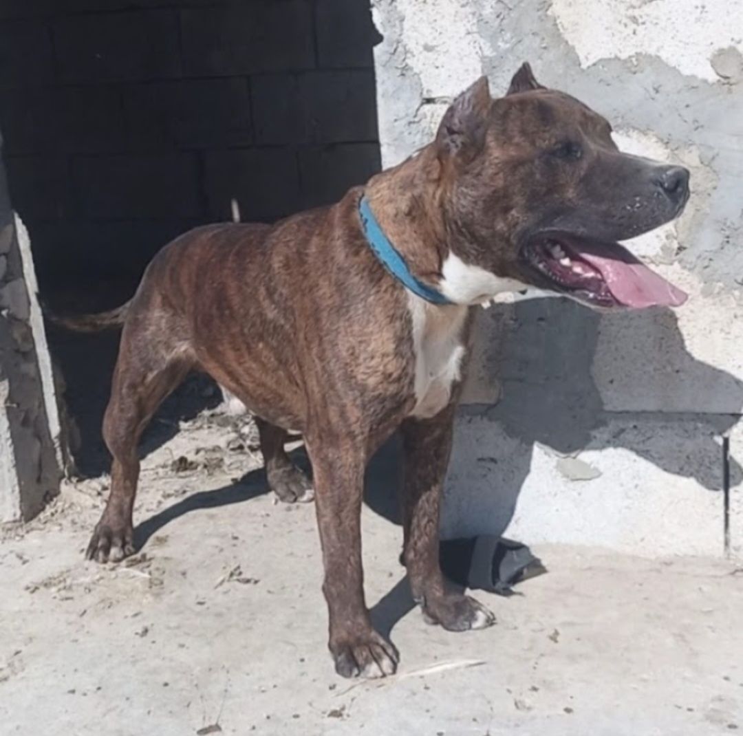 Photo of the dog