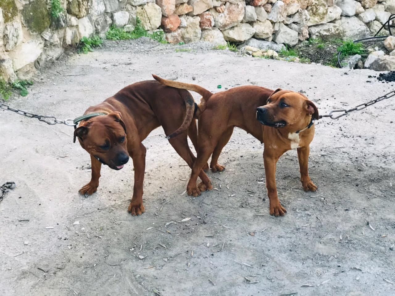 Photo of the dog