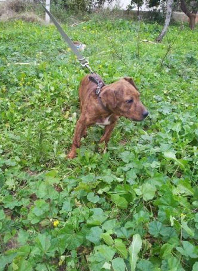 Photo of the dog