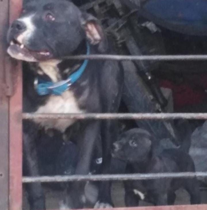 Photo of the dog