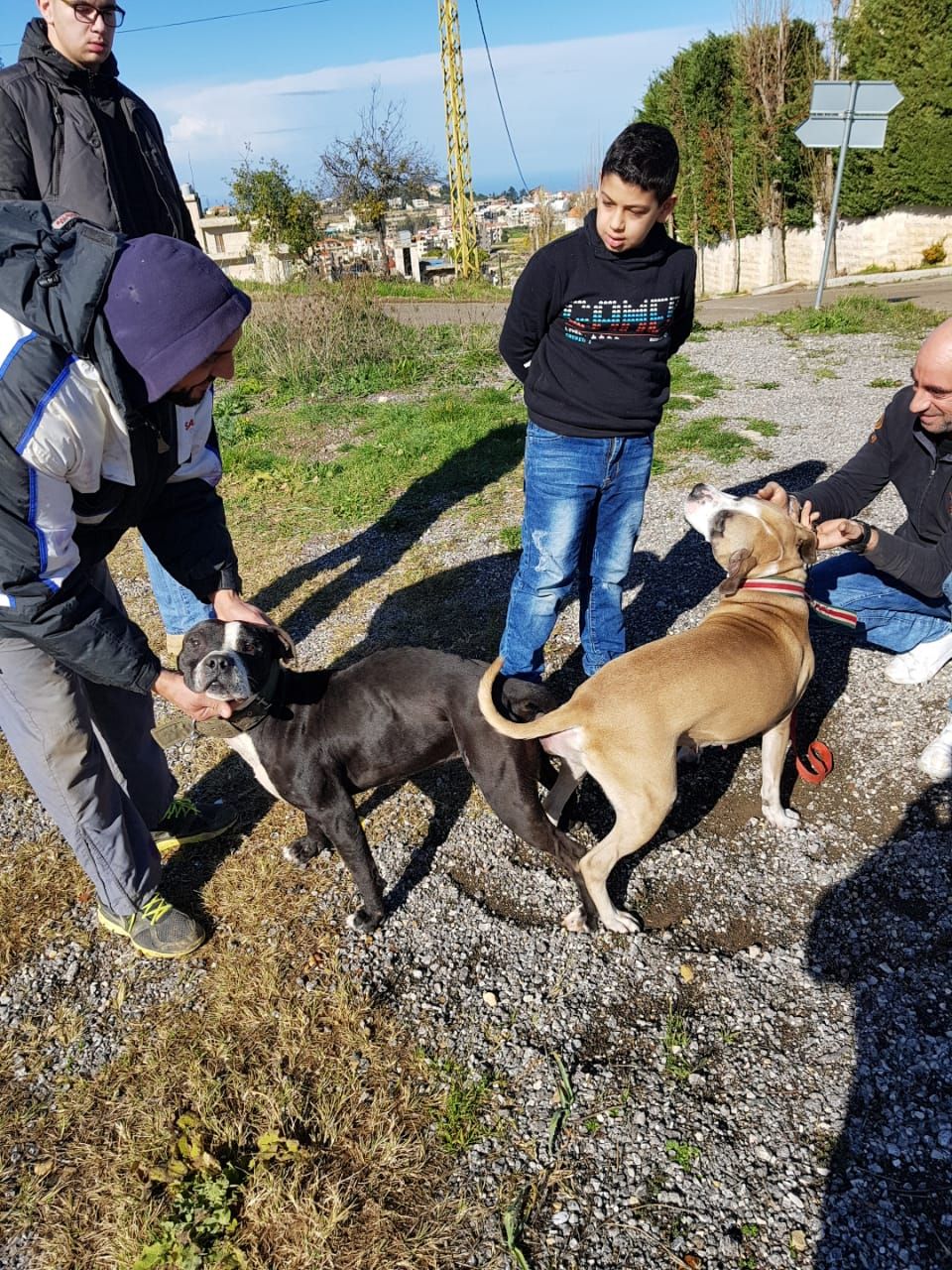 Photo of the dog