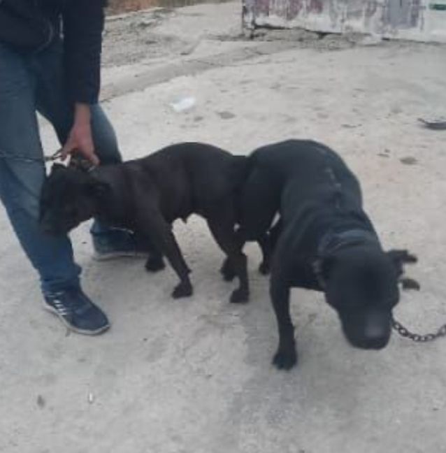 Photo of the dog