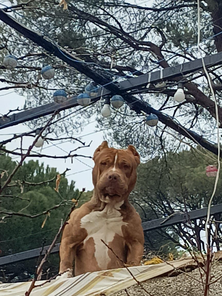 Photo of the dog