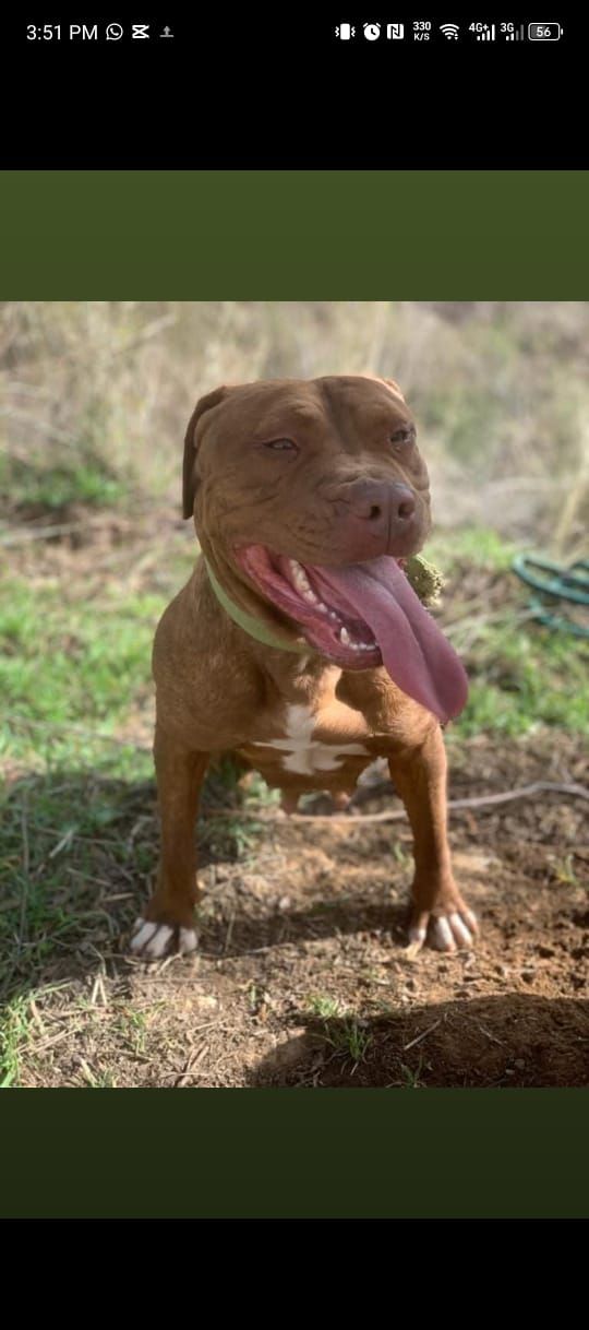 Photo of the dog