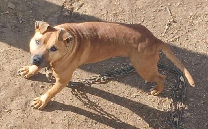 Photo of the dog