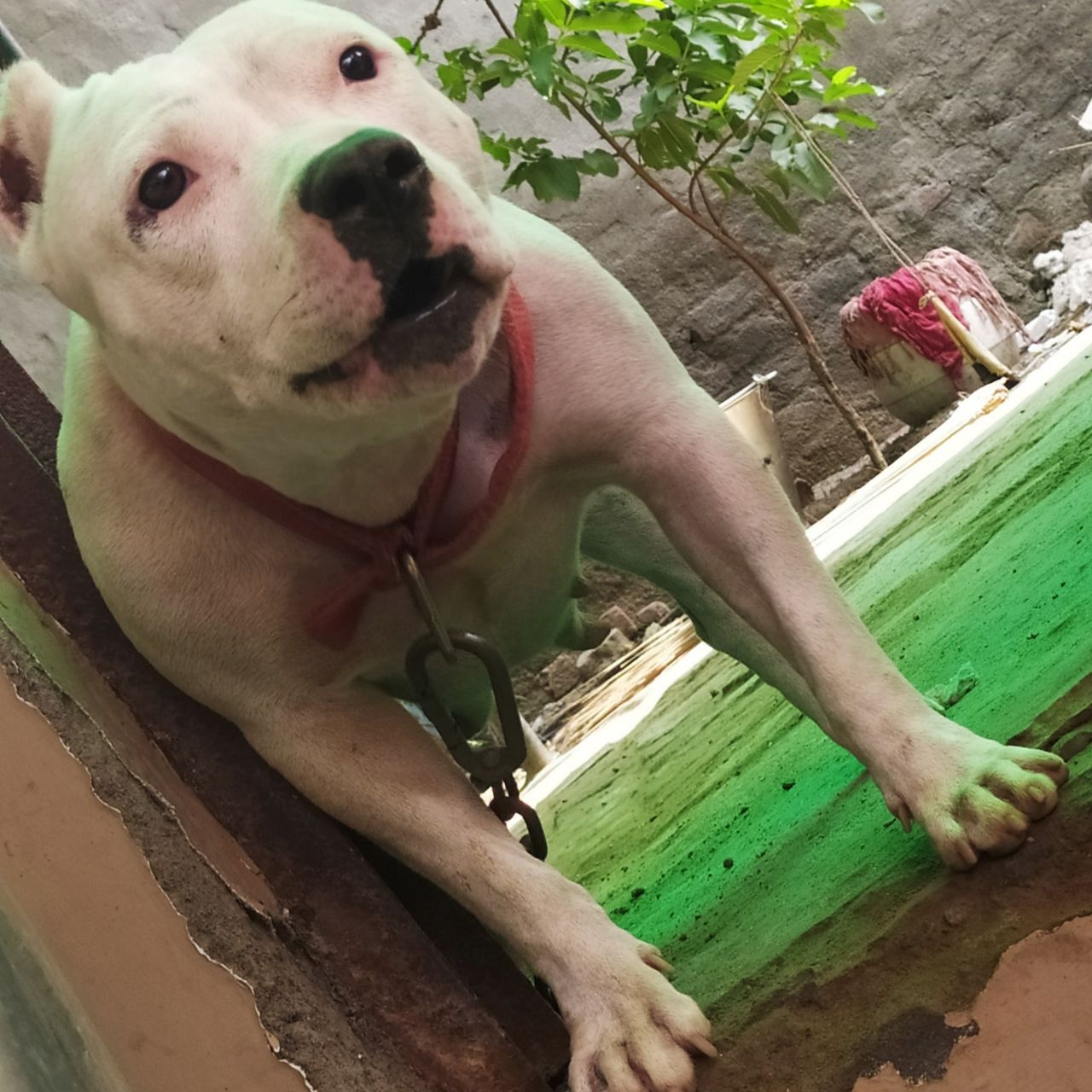 Photo of the dog