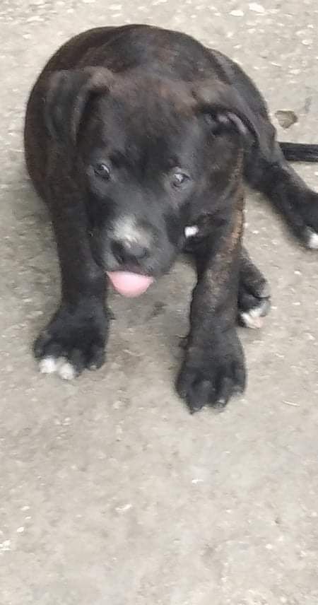 Photo of the dog