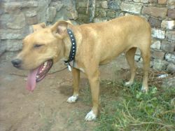 Photo of the dog