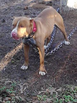 Photo of the dog