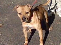 Photo of the dog