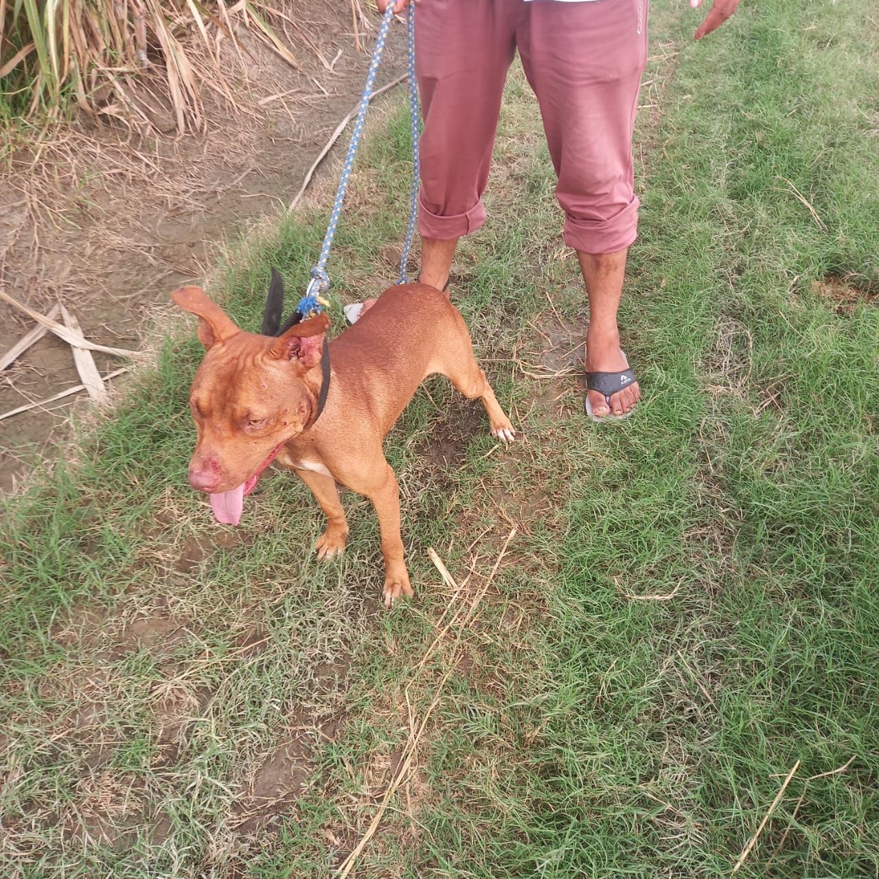 Photo of the dog