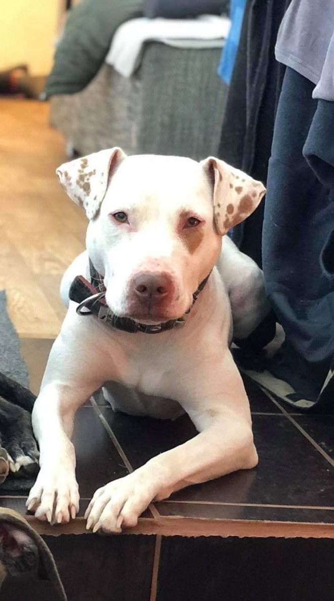 Photo of the dog