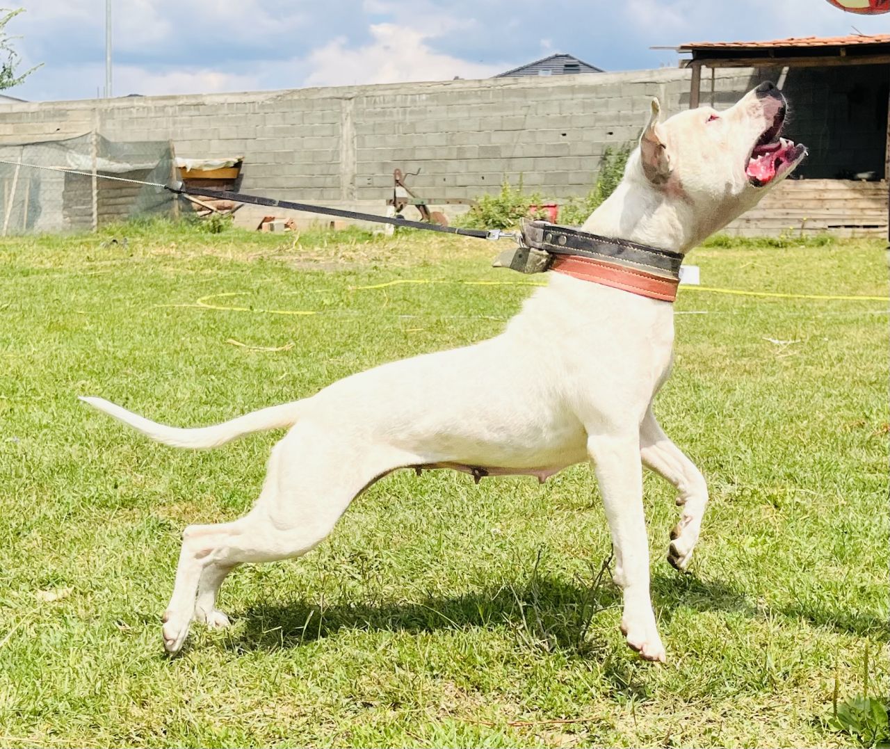 Photo of the dog