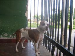 Photo of the dog