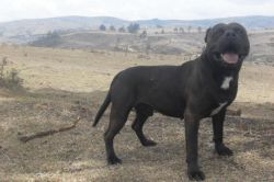 Photo of the dog