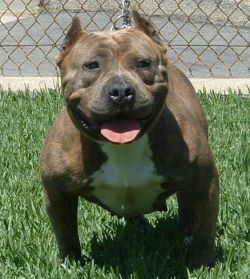Photo of the dog