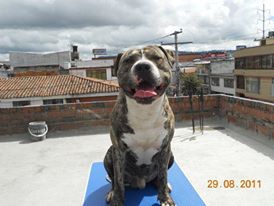Photo of the dog