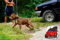 Photo of the dog
