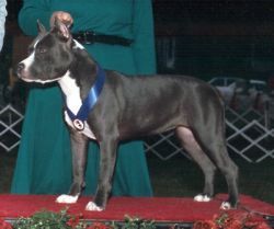 Photo of the dog