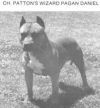 Photo of the dog