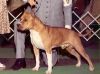 Photo of the dog
