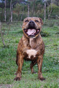 Photo of the dog