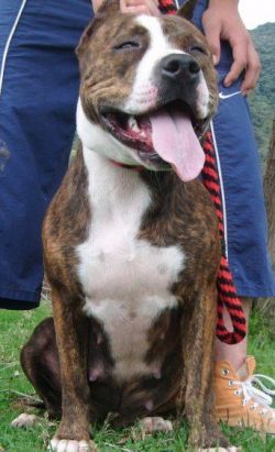 Photo of the dog