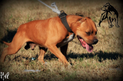 Photo of the dog