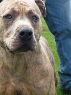 Photo of the dog