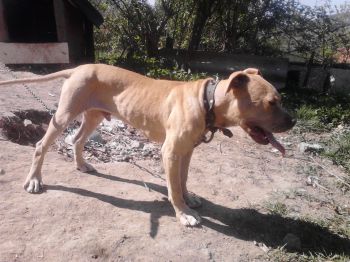 Photo of the dog