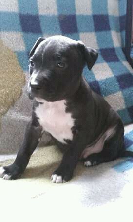 Photo of the dog