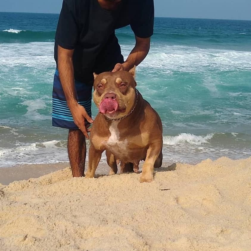 Photo of the dog