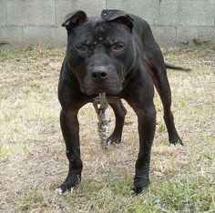 Photo of the dog