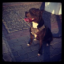 Photo of the dog