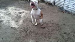 Photo of the dog