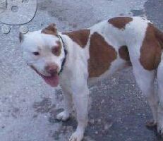 Photo of the dog