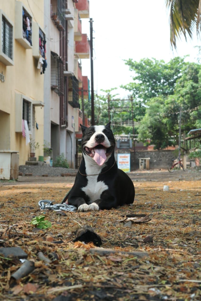 Photo of the dog