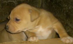 Photo of the dog