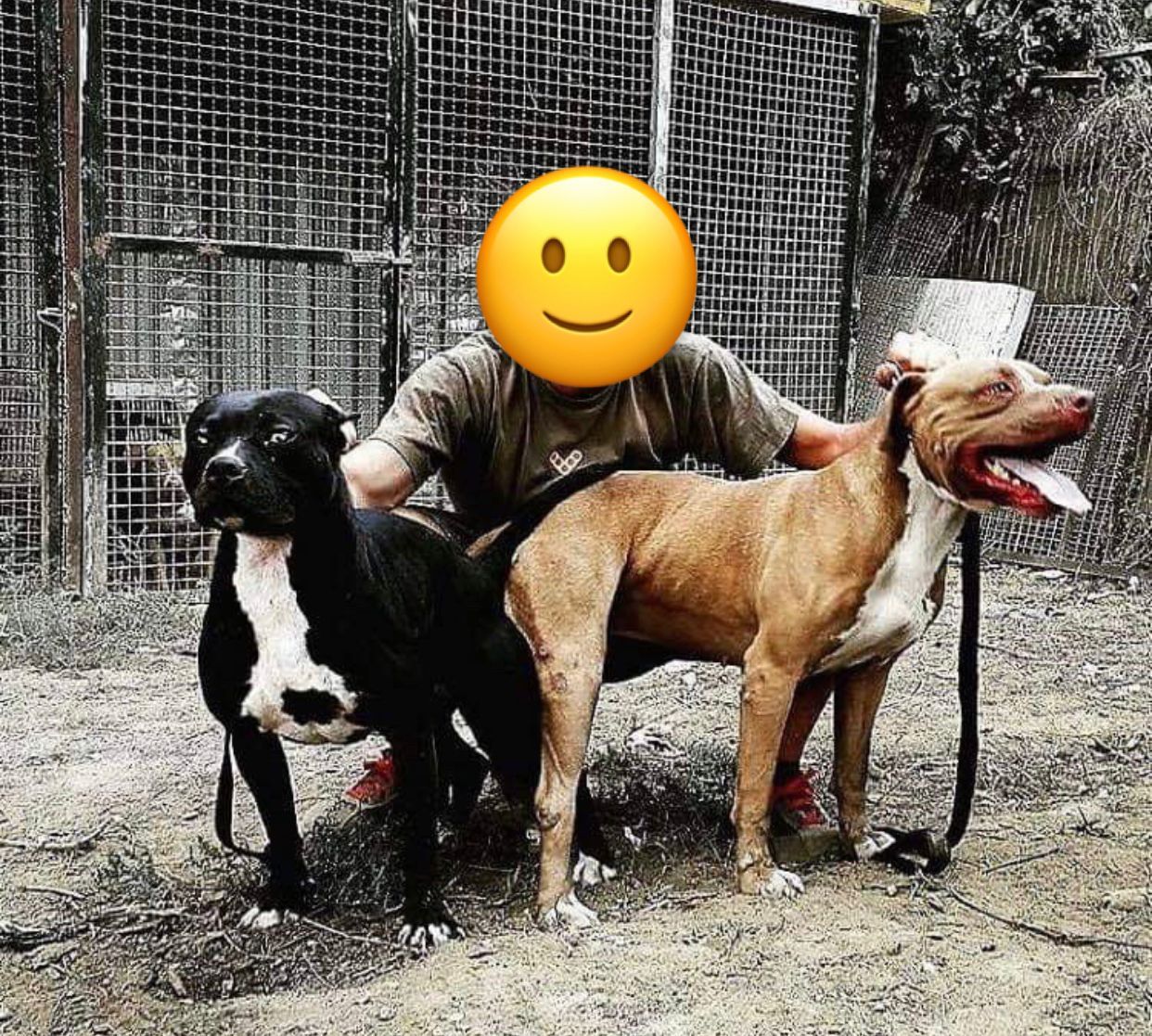 Photo of the dog