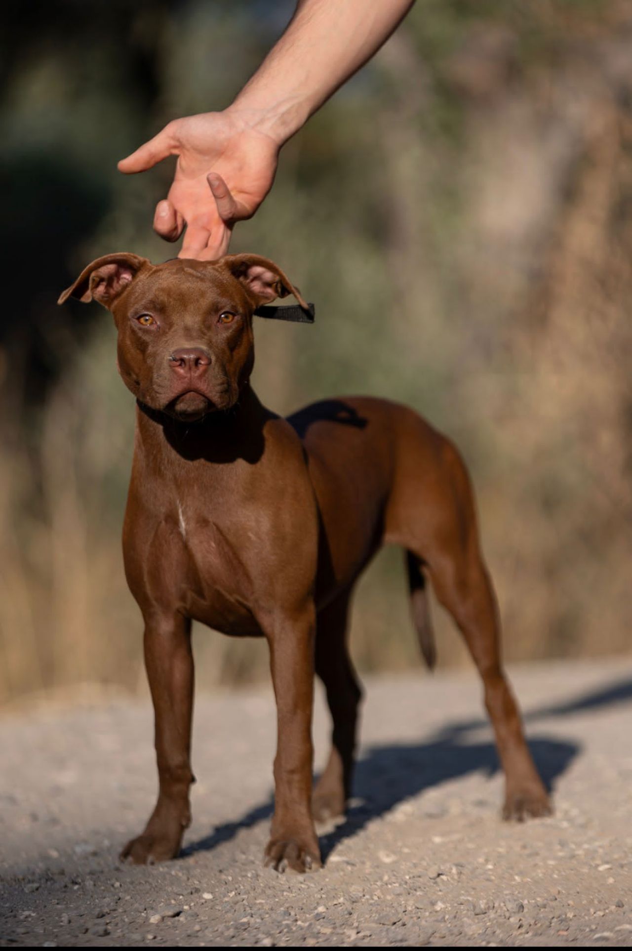 Photo of the dog