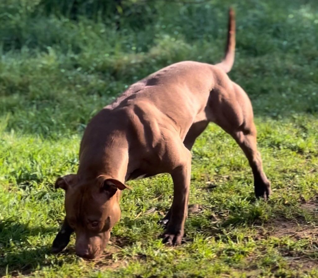 Photo of the dog
